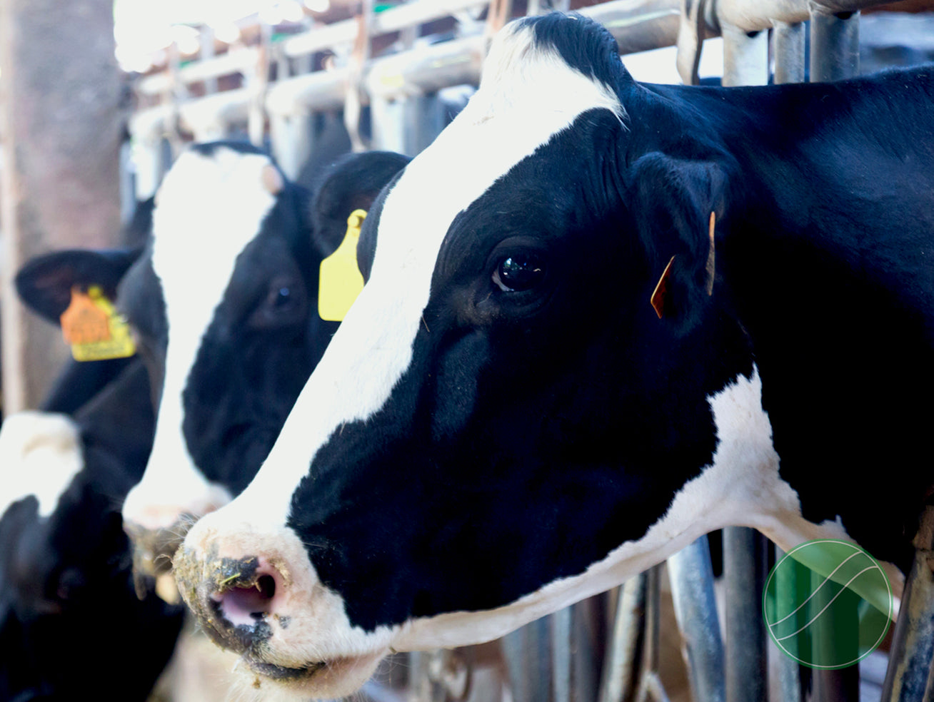 Rumen Microbes: Dairy's Future Sustainable Allies