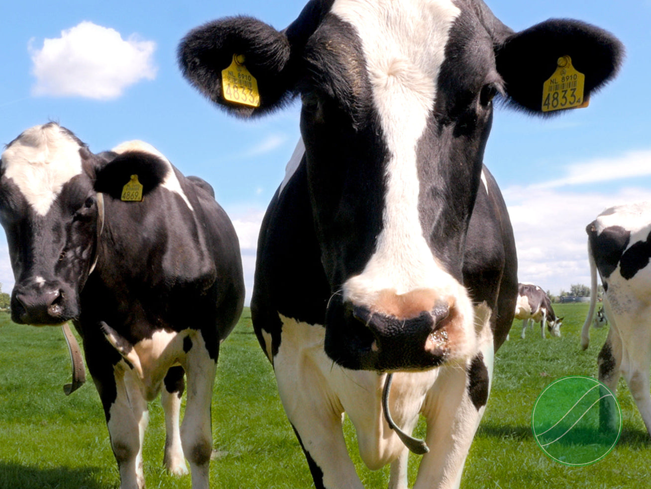 Methane Matters: Tackling Ruminant Emissions