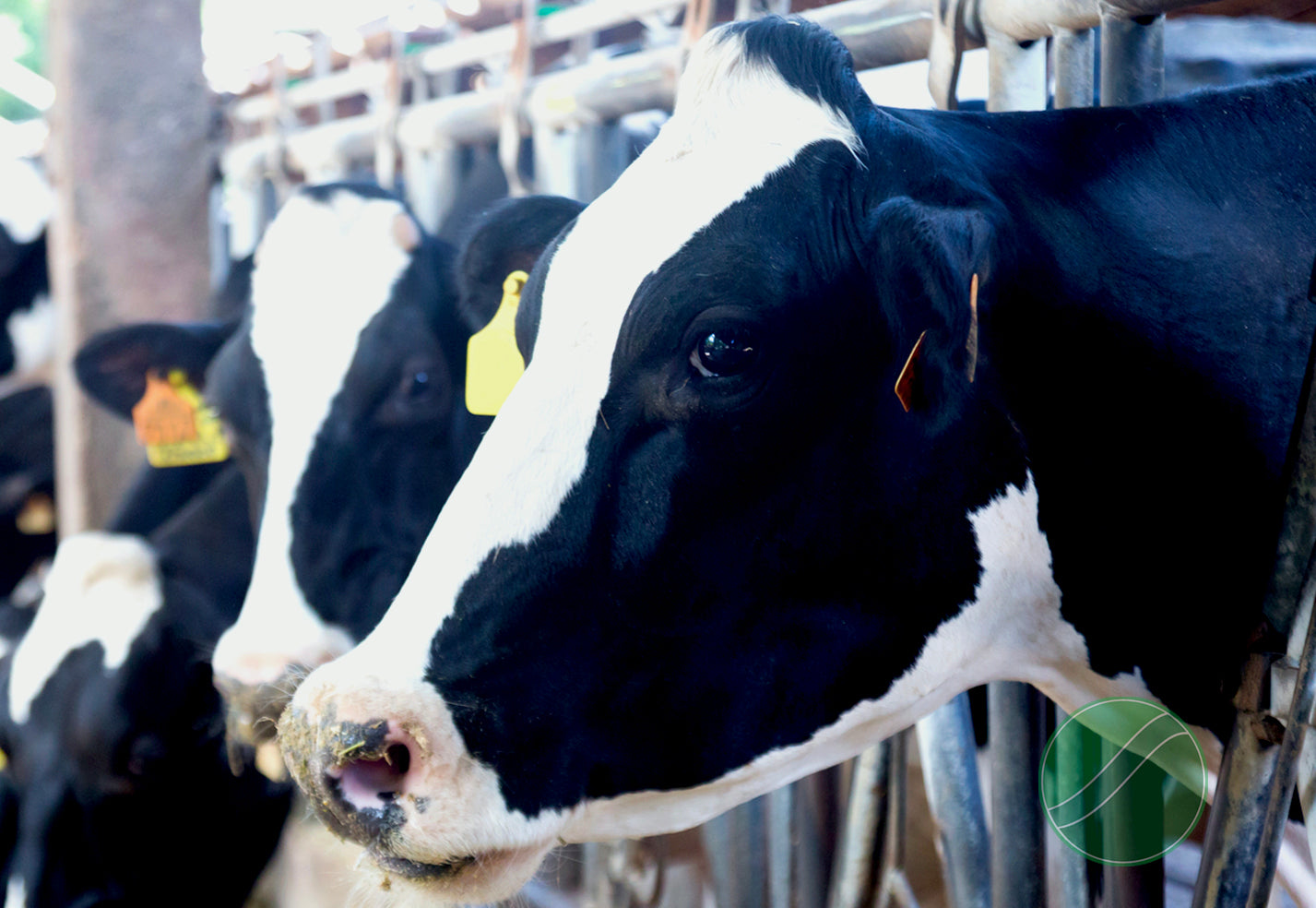 Rumen Microbes: Dairy's Future Sustainable Allies
