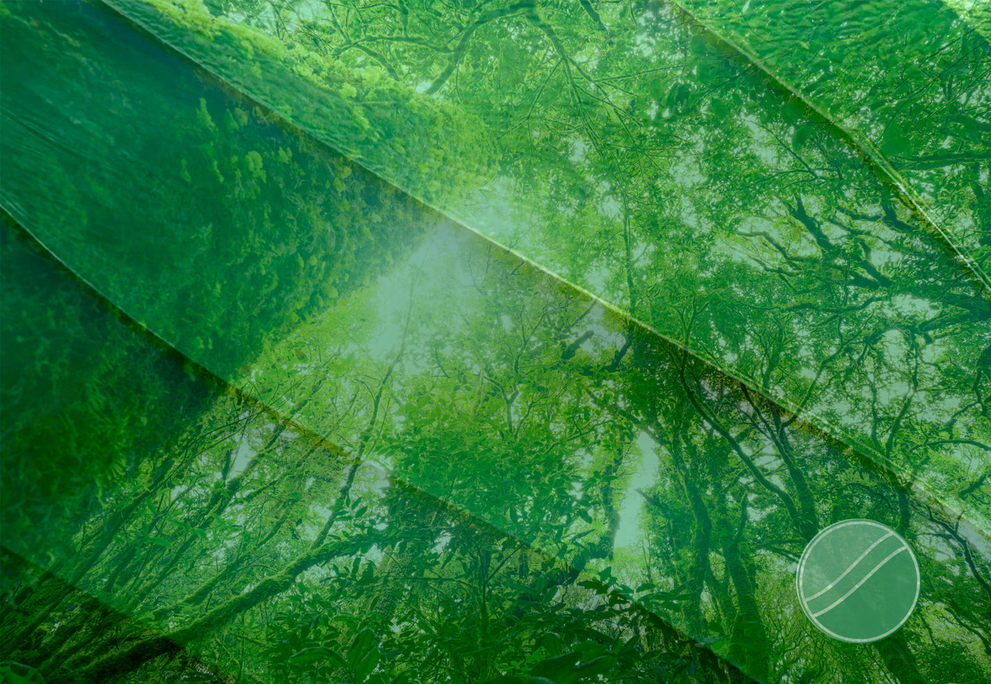 Carbon Sinks